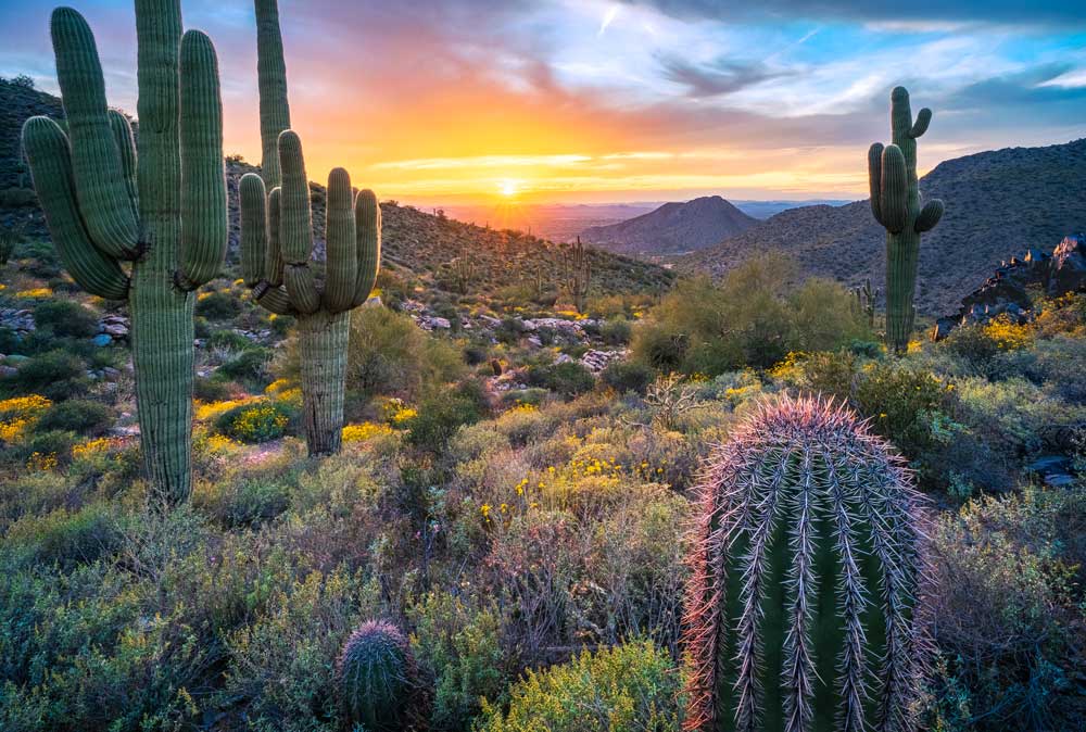 Arizona Desert Cactus Photo